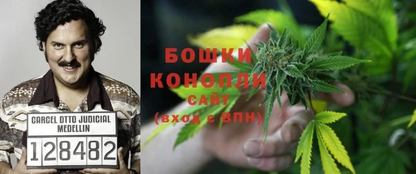 прущие грибы Алзамай