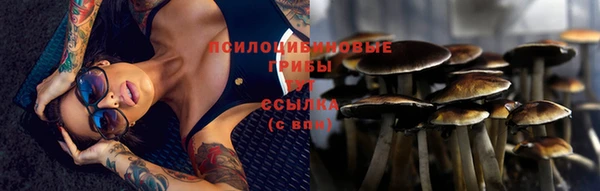 прущие грибы Алзамай